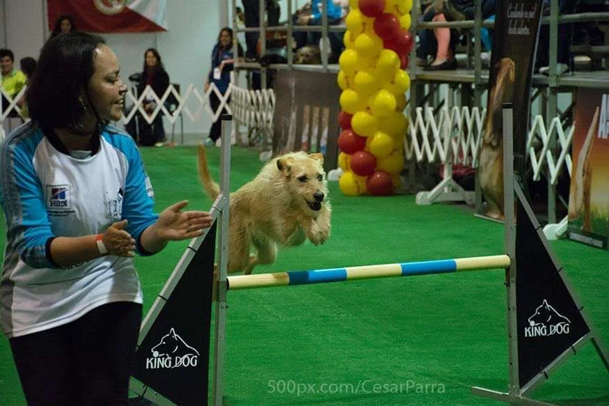 Experiencia Somática con mascota